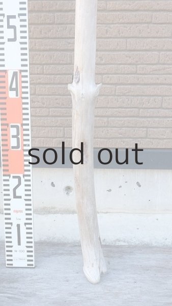 画像6: 幹流木・長尺 (6)