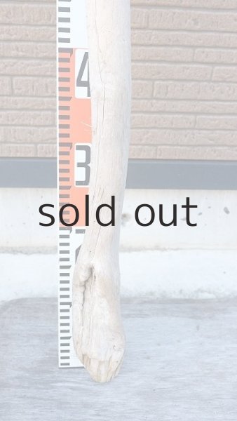 画像5: 幹流木・長尺 (5)