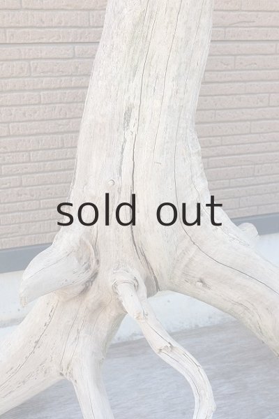 画像4: 大型 根 (4)