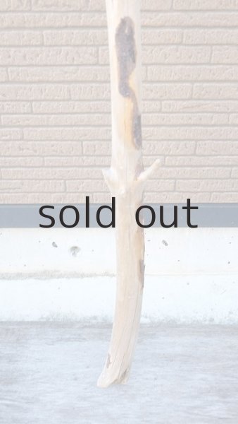 画像2: 幹流木・長尺 (2)