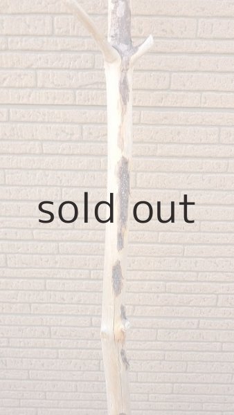 画像3: 幹流木・長尺 (3)