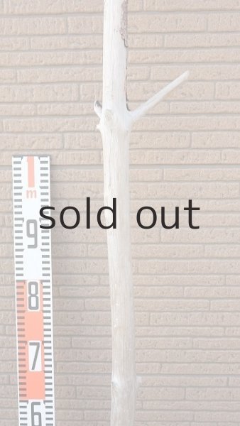 画像7: 幹流木・長尺 (7)