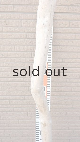 画像6: 幹流木・長尺 (6)