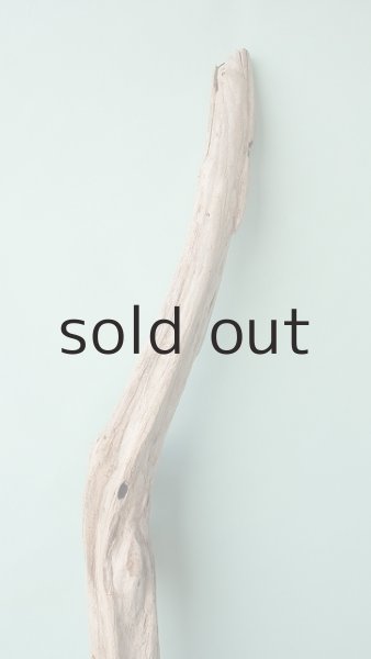 画像4: 幹流木 (4)