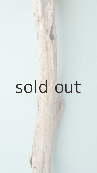 画像3: 幹流木 (3)