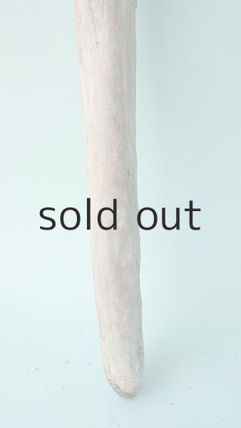 画像2: 幹流木 (2)