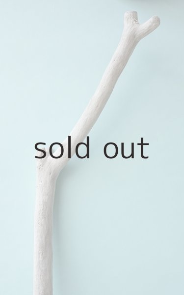 画像5: 幹流木 (5)