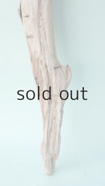 画像2: 幹流木 (2)