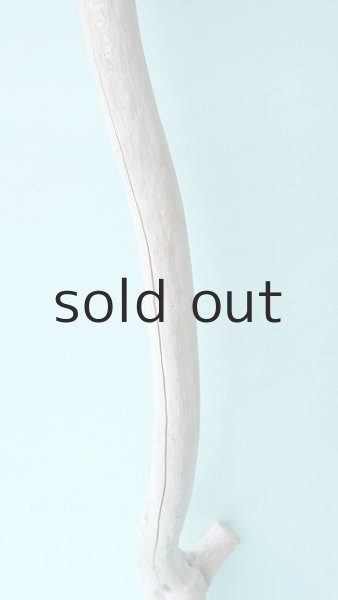 画像3: 幹流木 (3)