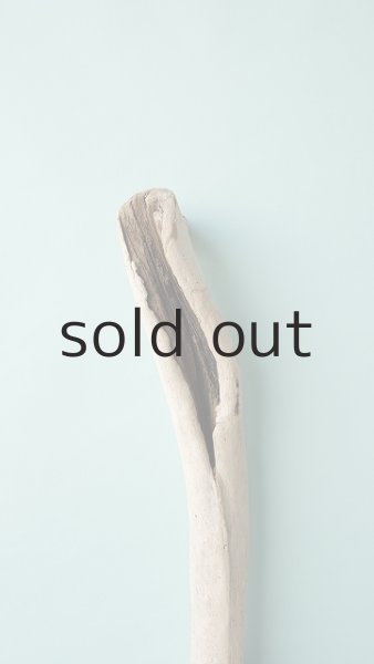 画像4: 幹流木 (4)