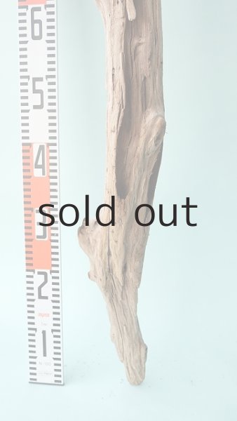 画像5: 幹流木 (5)