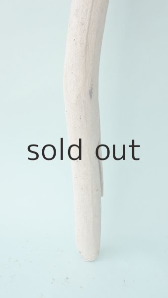 画像2: 幹流木 (2)