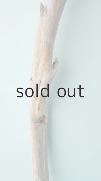 画像3: 幹流木 (3)