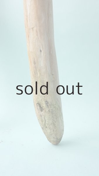 画像6: 幹流木 (6)