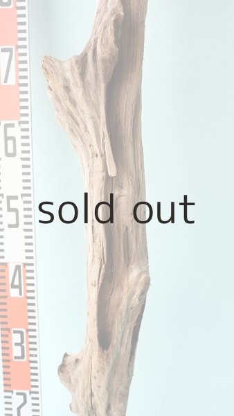 画像6: 幹流木 (6)