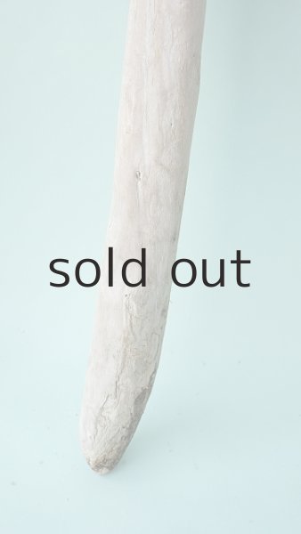 画像5: 幹流木 (5)