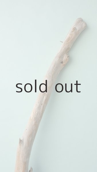 画像4: 幹流木 (4)