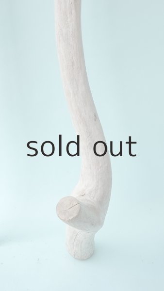 画像6: 幹流木 (6)