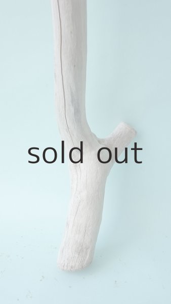 画像2: 幹流木 (2)