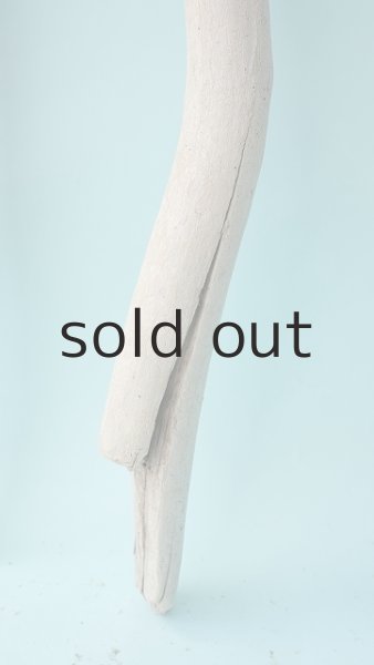 画像5: 幹流木 (5)