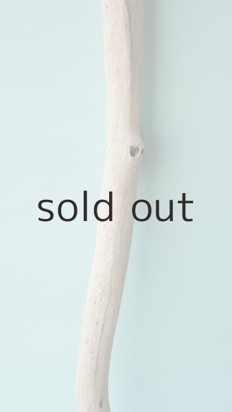 画像3: 幹流木 (3)