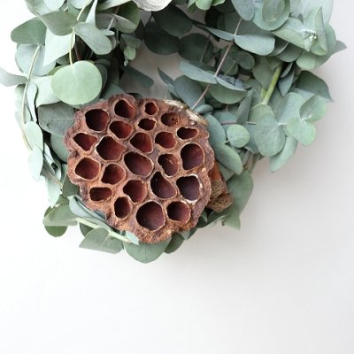 画像1: Dry plants for decor ユーカリリース（銀丸葉＋蓮の花托＋ユーカリの実）