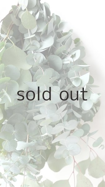 画像3: Dry plants for decor ユーカリ2種シンプルスワッグ (3)