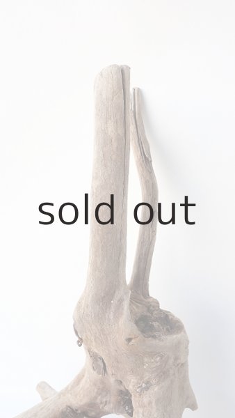 画像4: 流木根 (4)