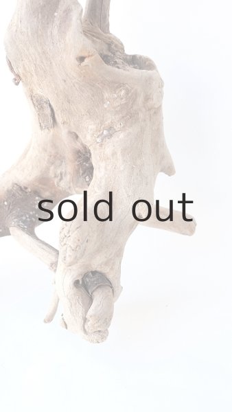 画像2: 流木根 (2)