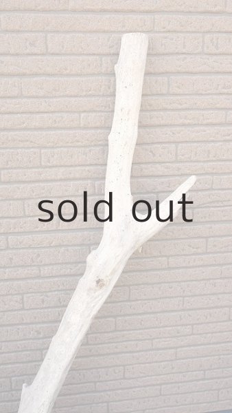 画像7: 幹流木・大型 (7)