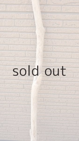 画像3: 幹流木・長尺 (3)