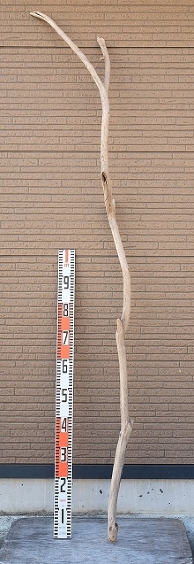 画像3: 幹流木・長尺