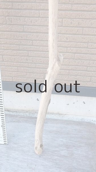 画像6: 幹流木・長尺 (6)