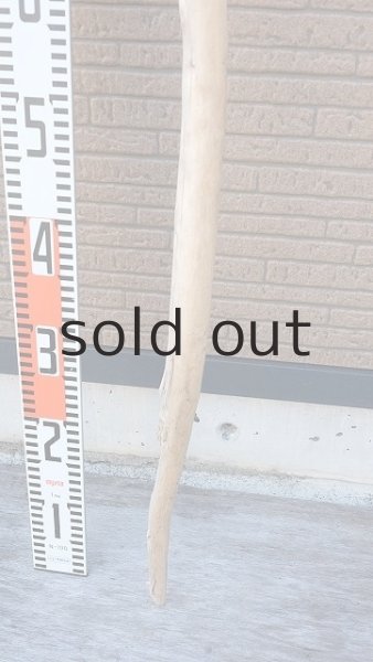 画像6: 棒流木・長尺 (6)