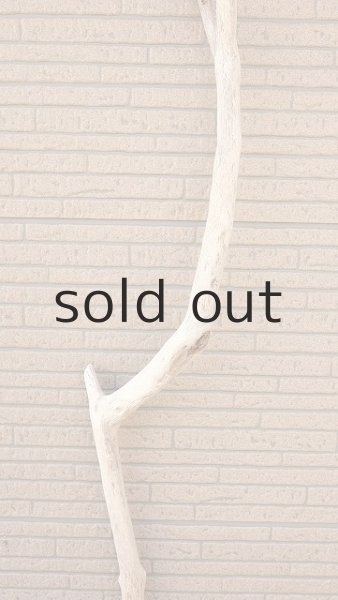 画像4: 幹流木・長尺 (4)