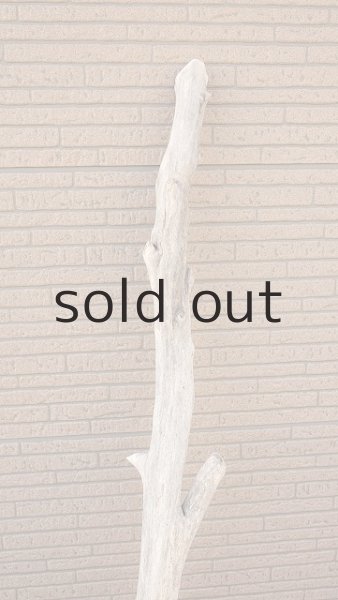 画像5: 幹流木・大型 (5)