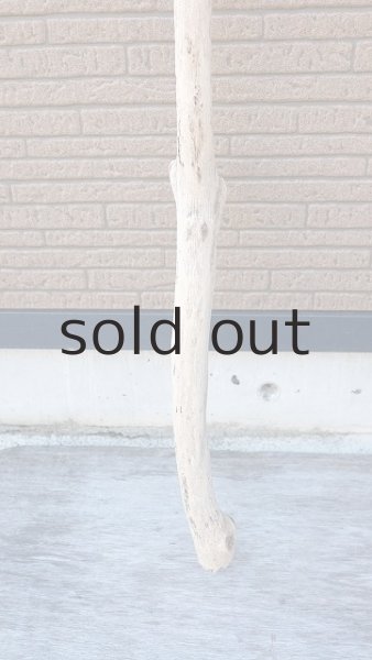 画像2: 幹流木・長尺 (2)