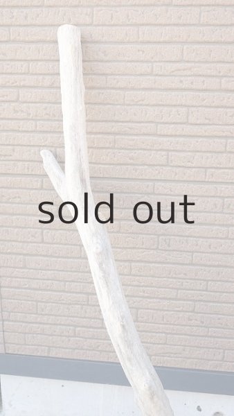 画像3: 幹流木・大型 (3)