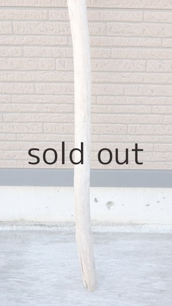 画像2: 棒流木・長尺 (2)