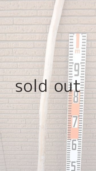 画像7: 棒流木・長尺 (7)