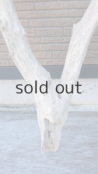 画像6: 幹流木・大型 (6)