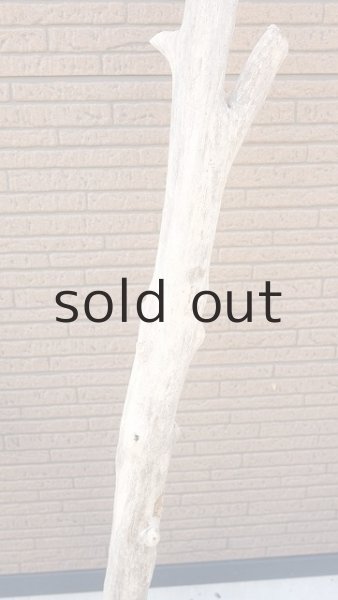 画像4: 幹流木・大型 (4)