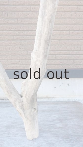 画像2: 幹流木・大型 (2)