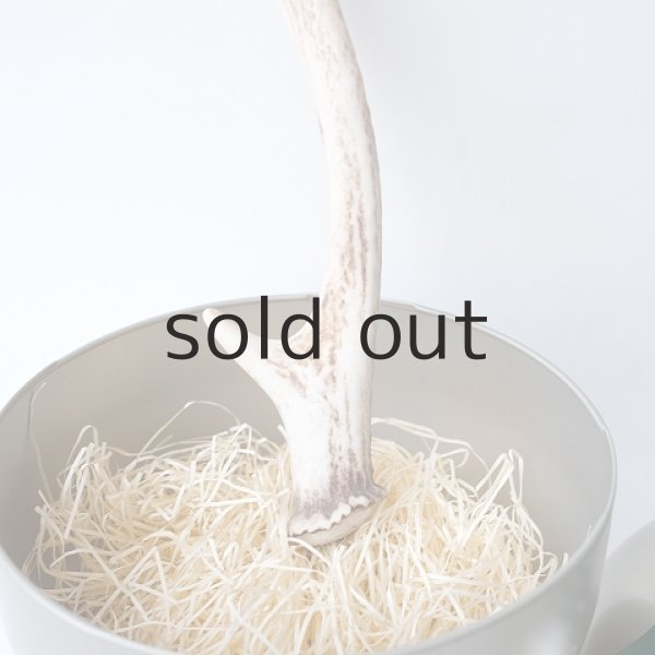 画像2: デコール用二ホンジカの角（小鹿） (2)