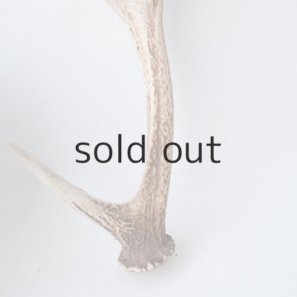 画像2: デコール用二ホンジカの角（小鹿） (2)