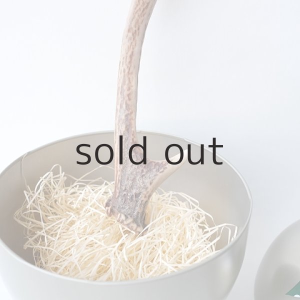 画像2: デコール用二ホンジカの角（小鹿） (2)