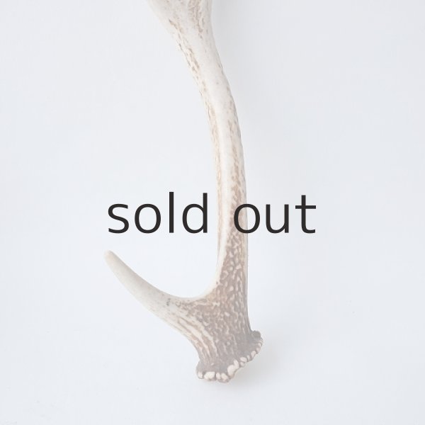 画像2: デコール用二ホンジカの角（小鹿） (2)