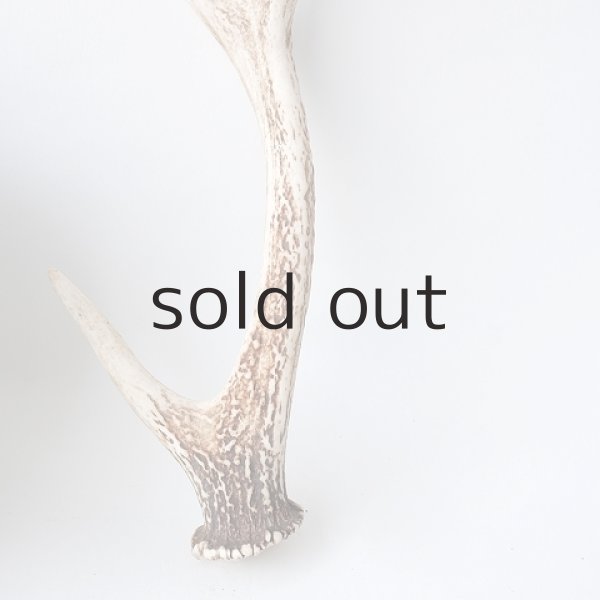 画像2: デコール用二ホンジカの角（小鹿） (2)