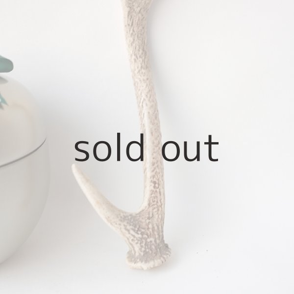 画像2: デコール用二ホンジカの角（小鹿） (2)