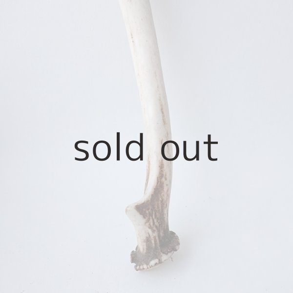 画像2: デコール用二ホンジカの角（小鹿） (2)